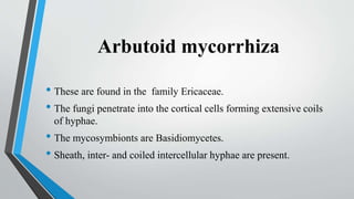 Arbutoid mycorrhiza
• These are found in the family Ericaceae.
• The fungi penetrate into the cortical cells forming extensive coils
of hyphae.
• The mycosymbionts are Basidiomycetes.
• Sheath, inter- and coiled intercellular hyphae are present.
 