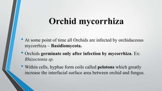 Orchid mycorrhiza
• At some point of time all Orchids are infected by orchidaceous
mycorrhiza – Basidiomycota.
• Orchids germinate only after infection by mycorrhiza. Ex:
Rhizoctonia sp.
• Within cells, hyphae form coils called pelotons which greatly
increase the interfacial surface area between orchid and fungus.
 