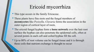 Ericoid mycorrhiza
• This type occurs in the family Ericaceae.
• These plants have fine roots and the fungal members of
ascomycetes like Pezizella, Clavaria forms the association in the
outer region of cortical layer of roots.
• The ericoid fungal hyphae form a loose network over the hair root
surface the hyphae can also penetrate the epidermal cells, often at
several points in each cell and coiled hyphae fill the cell.
• Up to 80% of root volume can be fungal tissue and it is through
these coils that nutrient exchange is thought to occur
 