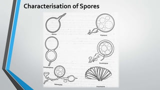 Characterisation of Spores
 