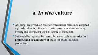 a. In vivo culture
• AM fungi are grown on roots of green house plants and chopped
mycorrhizal roots, often mixed with growth media containing
hyphae and spores, are used as source of inoculum.
• Soil could be replaced by inert substances such as vermiculite,
perlite, sand or a mixture of these for crude inoculum
production.
 