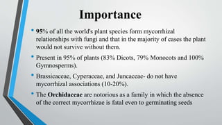 Importance
• 95% of all the world's plant species form mycorrhizal
relationships with fungi and that in the majority of cases the plant
would not survive without them.
• Present in 95% of plants (83% Dicots, 79% Monocots and 100%
Gymnosperms).
• Brassicaceae, Cyperaceae, and Juncaceae- do not have
mycorrhizal associations (10-20%).
• The Orchidaceae are notorious as a family in which the absence
of the correct mycorrhizae is fatal even to germinating seeds
 