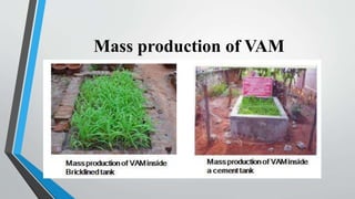 Mass production of VAM
 