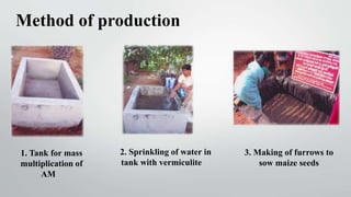 1. Tank for mass
multiplication of
AM
2. Sprinkling of water in
tank with vermiculite
3. Making of furrows to
sow maize seeds
Method of production
 