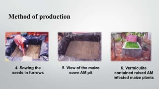Method of production
4. Sowing the
seeds in furrows
5. View of the maize
sown AM pit
6. Vermiculite
contained raised AM
infected maize plants
•
 