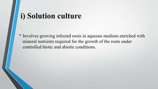 i) Solution culture
• Involves growing infected roots in aqueous medium enriched with
mineral nutrients required for the growth of the roots under
controlled biotic and abiotic conditions.
 