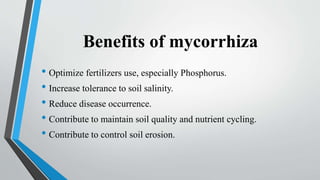 Benefits of mycorrhiza
• Optimize fertilizers use, especially Phosphorus.
• Increase tolerance to soil salinity.
• Reduce disease occurrence.
• Contribute to maintain soil quality and nutrient cycling.
• Contribute to control soil erosion.
 