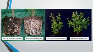 No mycorrhizal treatment Mycorrhizal treatment No mycorrhizal treatment Mycorrhizal treatment
 