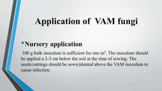 Application of VAM fungi
•Nursery application
100 g bulk inoculum is sufficient for one m2. The inoculum should
be applied a 2-3 cm below the soil at the time of sowing. The
seeds/cuttings should be sown/planted above the VAM inoculum to
cause infection.
 