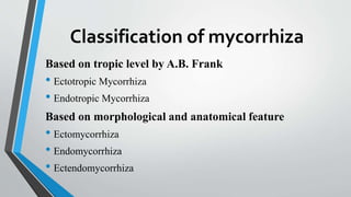 Classification of mycorrhiza
Based on tropic level by A.B. Frank
• Ectotropic Mycorrhiza
• Endotropic Mycorrhiza
Based on morphological and anatomical feature
• Ectomycorrhiza
• Endomycorrhiza
• Ectendomycorrhiza
 