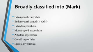 Broadly classified into (Mark)
• Ectomycorrhiza (EcM)
• Endomycorrhiza (AM / VAM)
• Ectendomycorrhiza
• Monotropoid mycorrhiza
• Arbutoid mycorrhiza
• Orchid mycorrhiza
• Ericoid mycorrhiza
 
