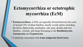 Ectomycorrhiza or ectotrophic
mycorrhiza (EcM)
• Ectomycorrhizas, or EM, are typically formed between the roots
of around 10% of plant families, mostly woody plants including
the birch, dipterocarp, eucalyptus, oak, pine, deodar and rose
families , orchids, and fungi belonging to the Basidiomycota,
Ascomycota and Zygomycota.
• Commonly associated with trans temperate forest trees.
 
