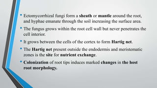 • Ectomycorrhizal fungi form a sheath or mantle around the root,
and hyphae emanate through the soil increasing the surface area.
• The fungus grows within the root cell wall but never penetrates the
cell interior.
• It grows between the cells of the cortex to form Hartig net.
• The Hartig net present outside the endodermis and meristematic
zones is the site for nutrient exchange.
• Colonization of root tips induces marked changes in the host
root morphology.
 