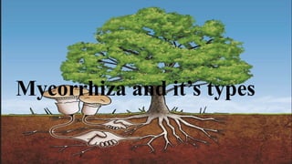 Mycorrhiza and it’s types
 