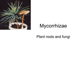 Mycorrhizae
Plant roots and fungi
 