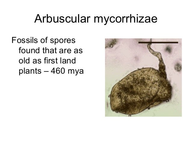 mycorrhizaà¤à¥ à¤²à¤¾à¤à¤¿ à¤¤à¤¸à¥à¤¬à¤¿à¤° à¤ªà¤°à¤¿à¤£à¤¾à¤®