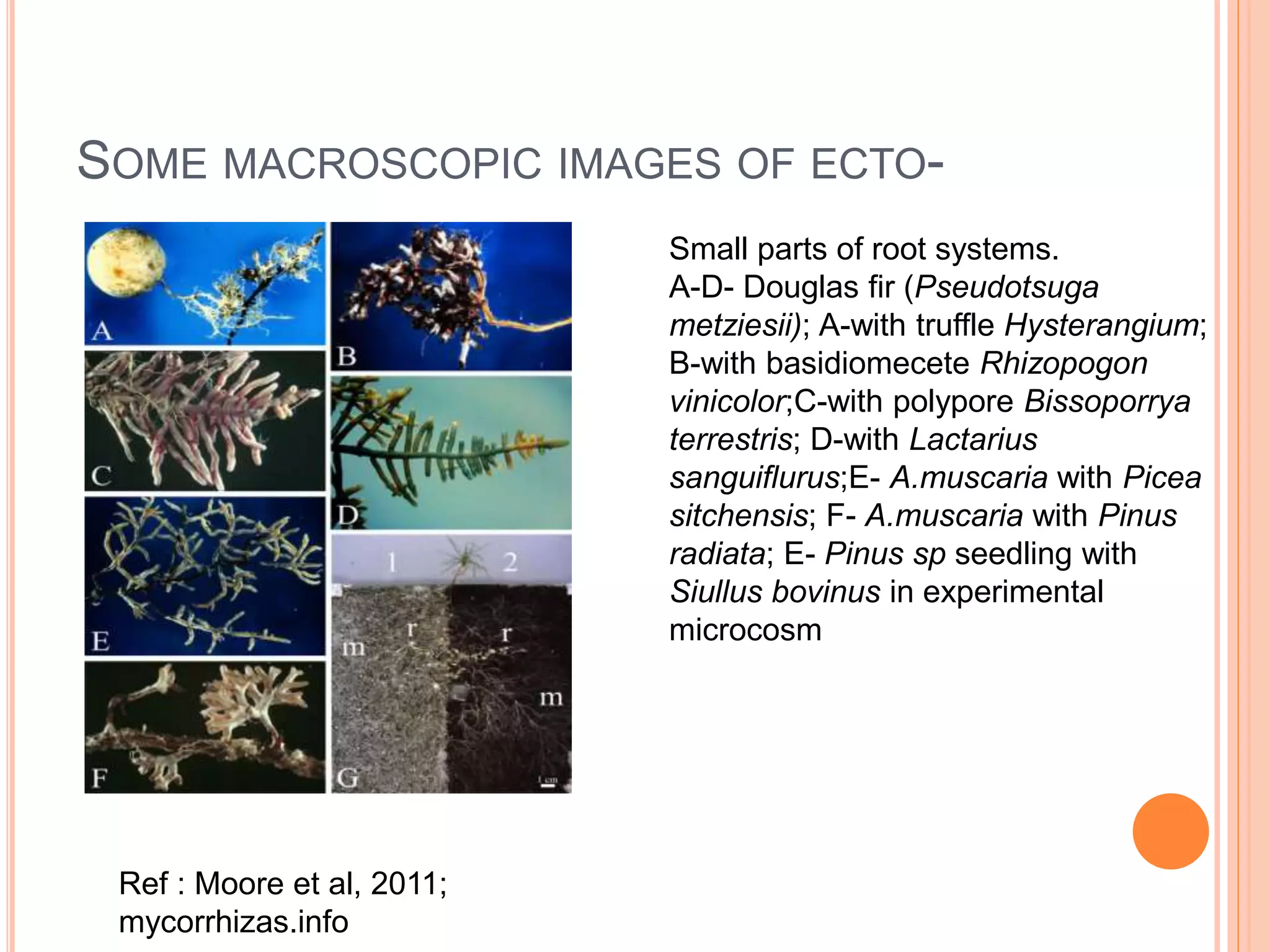 Ecto and endomycorrhizae and their significance PPT