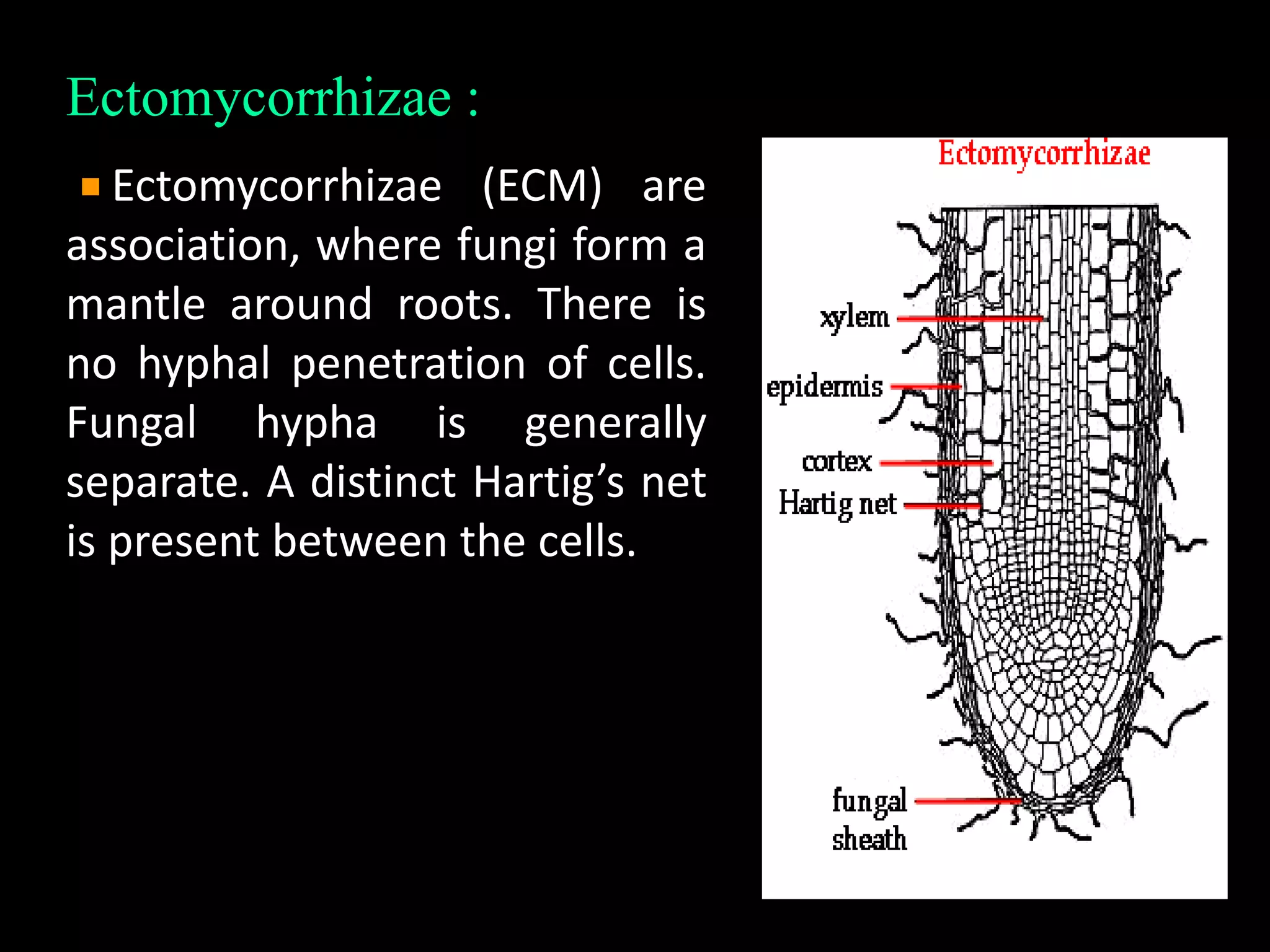 Ectomycorrhizae :
e Ectomycorrhizae (ECM) are
association, where fungi form a
mantle around roots. There is
no hyphal penetration of cells.
Fungal hypha is generally
separate. A distinct Hartig’s net
is present between the cells..
 