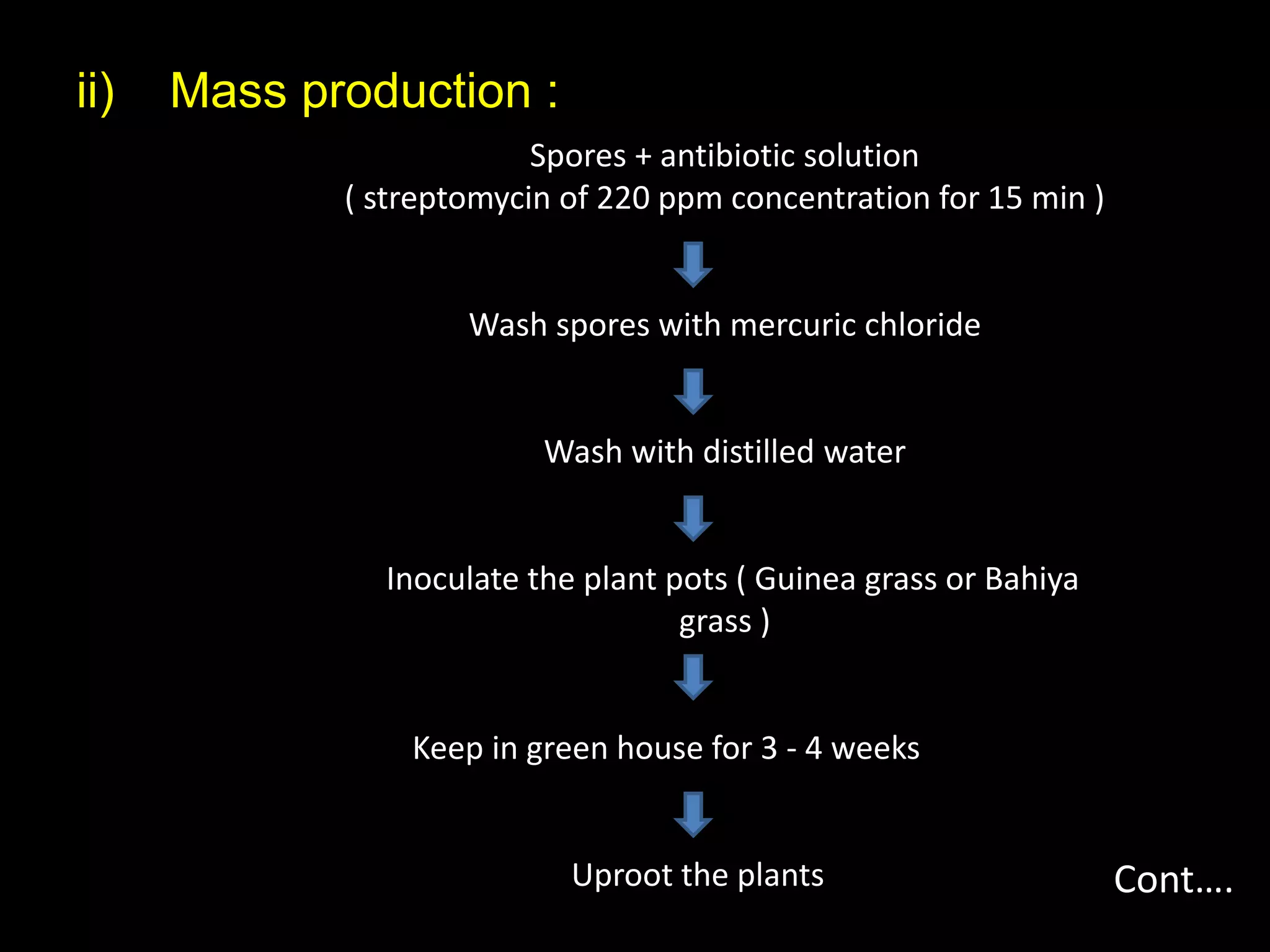 ii) Mass production :
Spores + antibiotic solution
( streptomycin of 220 ppm concentration for 15 min )
Wash spores with mercuric chloride
Wash with distilled water
Inoculate the plant pots ( Guinea grass or Bahiya
grass )
Keep in green house for 3 - 4 weeks
Uproot the plants Cont….
 