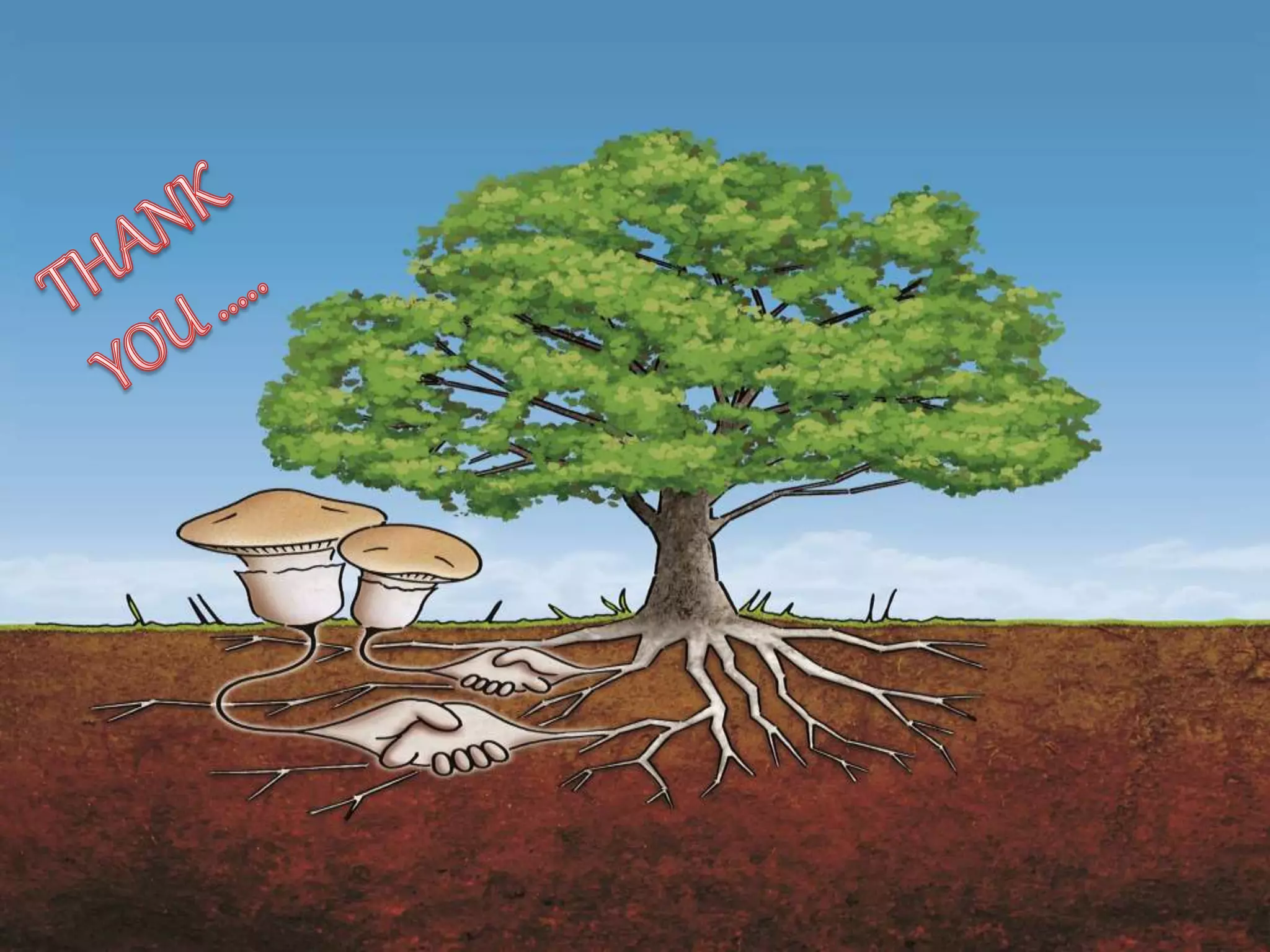 Mycorrhizae  types and applications