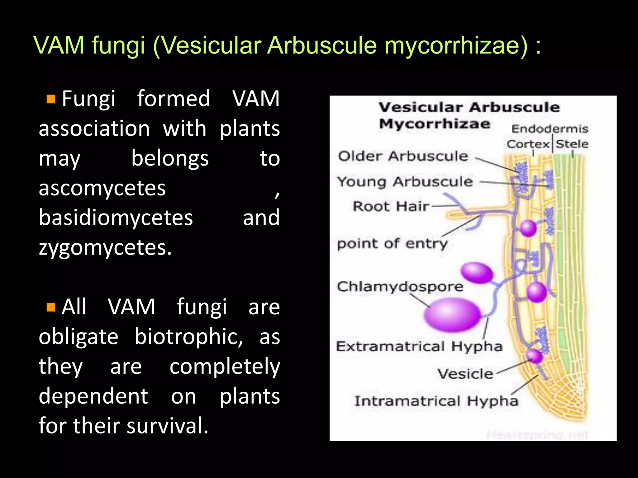 VAM fungi (Vesicular Arbuscule mycorrhizae) :
Fungi formed VAM
association with plants
may belongs to
ascomycetes ,
basidiomycetes and
zygomycetes.
All VAM fungi are
obligate biotrophic, as
they are completely
dependent on plants
for their survival.
 