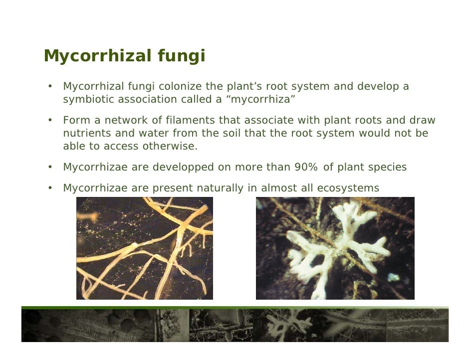 Mycorrhizae Benefits Atul Nayar Mon Jan 25 At 2