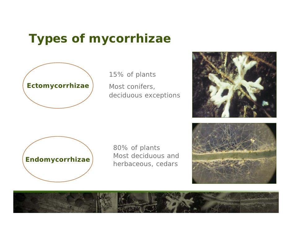 Mycorrhizae Benefits Atul Nayar Mon Jan 25 At 2