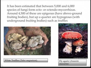 It has been estimated that between 5,000 and 6,000
  species of fungi form ecto- or ectendo-mycorrhizas.
  Around 4,500 of these are epigeous (have above-ground
  fruiting bodies), but up a quarter are hypogeous (with
  underground fruiting bodies) such as truffles




White Truffles (Tuber magnatum).       Fly agaric (Amanita
                                       muscaria).
 