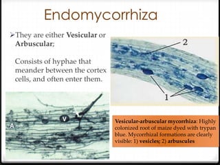 Endomycorrhiza
They are either Vesicular or
 Arbuscular;

 Consists of hyphae that
 meander between the cortex
 cells, and often enter them.




                                Vesicular-arbuscular mycorrhiza: Highly
                                colonized root of maize dyed with trypan
                                blue. Mycorrhizal formations are clearly
                                visible: 1) vesicles; 2) arbuscules
 