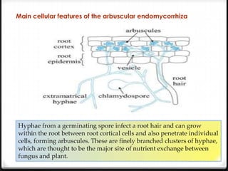 Main cellular features of the arbuscular endomycorrhiza




Hyphae from a germinating spore infect a root hair and can grow
within the root between root cortical cells and also penetrate individual
cells, forming arbuscules. These are finely branched clusters of hyphae,
which are thought to be the major site of nutrient exchange between
fungus and plant.
 