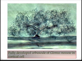 Fully developed arbuscule of Glomus mosseae in
cortical cell
 