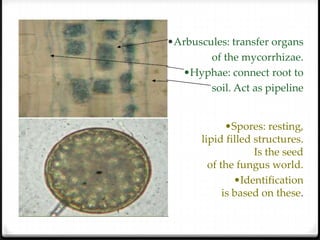 •Arbuscules: transfer organs
        of the mycorrhizae.
  •Hyphae: connect root to
        soil. Act as pipeline


              •Spores: resting,
       lipid filled structures.
                    Is the seed
         of the fungus world.
                •Identification
             is based on these.
 