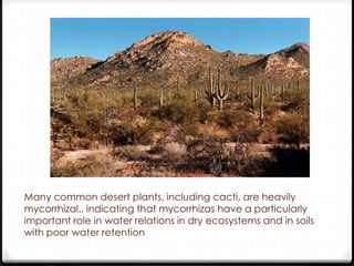Many common desert plants, including cacti, are heavily
mycorrhizal.. indicating that mycorrhizas have a particularly
important role in water relations in dry ecosystems and in soils
with poor water retention
 