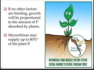  If no other factors
  are limiting, growth
  will be proportional
  to the amount of P
  absorbed by plants.

 Mycorrhizae may
  supply up to 80%*
  of the plant P.
 