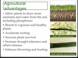 Agricultural
advantages
• Allow plants to draw more
nutrients and water from the soil,
including phosphorus
• Result in vigorous and healthy
plants
• Accelerate rooting
• Increase plant survival
• Increase drought tolerance and
others stresses
• Enhance flowering and fruiting
 