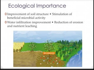 Ecological Importance
0 Improvement of soil structure • Stimulation of
  beneficial microbial activity
0 Water infiltration improvement • Reduction of erosion
  and nutrient leaching
 