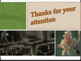 Mycorrhizal  association