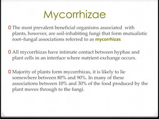 Mycorrhizae
0 The most prevalent beneficial organisms associated with
 plants, however, are soil-inhabiting fungi that form mutualistic
 root–fungal associations referred to as mycorrhizas

0 All mycorrhizas have intimate contact between hyphae and
 plant cells in an interface where nutrient exchange occurs.

0 Majority of plants form mycorrhizas, it is likely to lie
 somewhere between 80% and 90%. In many of these
 associations between 10% and 30% of the food produced by the
 plant moves through to the fungi.
 