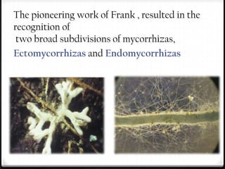 The pioneering work of Frank , resulted in the
recognition of
 two broad subdivisions of mycorrhizas,
Ectomycorrhizas and Endomycorrhizas
 
