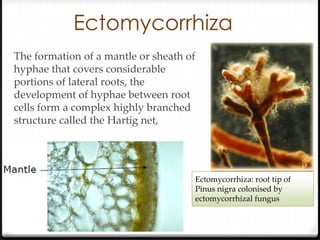 Ectomycorrhiza
The formation of a mantle or sheath of
hyphae that covers considerable
portions of lateral roots, the
development of hyphae between root
cells form a complex highly branched
structure called the Hartig net,




                                         Ectomycorrhiza: root tip of
                                         Pinus nigra colonised by
                                         ectomycorrhizal fungus
 