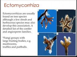 Ectomycorrhiza
Ectomycorrhizas are usually
found on tree species
although a few shrub and
herbaceous species may also
develop this association. A
detailed list of the conifer
and angiosperm families.

*Fungi groups with
large fruiting bodies, e.g.
mushrooms,
truffles and puffballs.
 