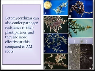 Ectomycorrhizas can
also confer pathogen
resistance to their
plant partner, and
they are more
effective at this,
compared to AM
roots
 