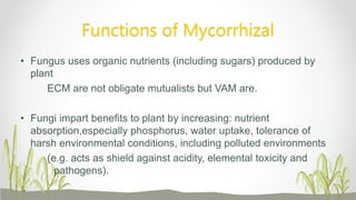 Functions of Mycorrhizal
• Fungus uses organic nutrients (including sugars) produced by
plant
ECM are not obligate mutualists but VAM are.
• Fungi impart benefits to plant by increasing: nutrient
absorption,especially phosphorus, water uptake, tolerance of
harsh environmental conditions, including polluted environments
(e.g. acts as shield against acidity, elemental toxicity and
pathogens).
 