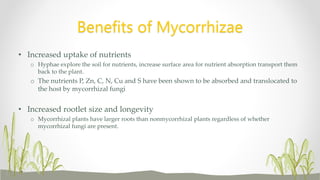 Benefits of Mycorrhizae
• Increased uptake of nutrients
o Hyphae explore the soil for nutrients, increase surface area for nutrient absorption transport them
back to the plant.
o The nutrients P, Zn, C, N, Cu and S have been shown to be absorbed and translocated to
the host by mycorrhizal fungi
• Increased rootlet size and longevity
o Mycorrhizal plants have larger roots than nonmycorrhizal plants regardless of whether
mycorrhizal fungi are present.
 