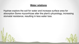 Water relations
Hyphae explore the soil for water and increase surface area for
absorption Some mycorrhizae alter the plant’s physiology, increasing
stomatal resistance, resulting in less water loss.
 