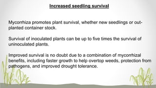 Increased seedling survival
Mycorrhiza promotes plant survival, whether new seedlings or out-
planted container stock.
Survival of inoculated plants can be up to five times the survival of
uninoculated plants.
Improved survival is no doubt due to a combination of mycorrhizal
benefits, including faster growth to help overtop weeds, protection from
pathogens, and improved drought tolerance.
 
