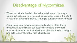 Disadvantage of Mycorrhizae
• When the nutrient levels in the soil are so low and the fungus
cannot extract extra nutrients and no benefit accrues to the plant
in return for carbon transferred to fungus parasitism may be occur.
• Sometimes plant growth suppression has been attributed to
mycorrhizal colonization, but usually this occurs only under
unusual circumstances that affect plant photosynthesis (low light
and cold temperatures) or high-phosphorus
 