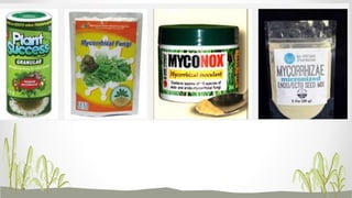 Mycorrhiza Biofertilizer: VAM