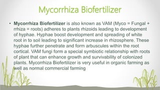 • Mycorrhiza Biofertilizer is also known as VAM (Myco = Fungal +
rrhiza = roots) adheres to plants rhizoids leading to development
of hyphae. Hyphae boost development and spreading of white
root in to soil leading to significant increase in rhizosphere. These
hyphae further penetrate and form arbuscules within the root
cortical. VAM fungi form a special symbiotic relationship with roots
of plant that can enhance growth and survivability of colonized
plants. Mycorrhiza Biofertilizer is very useful in organic farming as
well as normal commercial farming
Mycorrhiza Biofertilizer
 