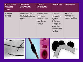 SUPERFICIAL   CAUSITIVE         CLINICAL        DIAGNOSIS     TREATMENT
MYCOSES       ORGANISMS         SYNDROME
(TYPE)

4. BLACK      ASCOMYCETES – Small, dark        Branch       Hair cut
PIEDRA        Piedraia hortae or nodules –      pigmented     Proper and
              hortai             surround the   hyphae        regular washing.
                                 hair shafts    Culture
                                 scalp         Begin as
                                                yeast like
                                                colony then
                                                hyphae
 